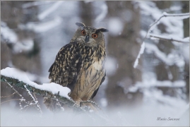 <p>VÝR VELKÝ (Bubo bubo) sokolnicky vedený /Eurasian eagle-owl - Uhu/</p>